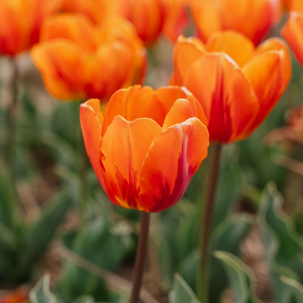 Tulpan 'Princess Irene'