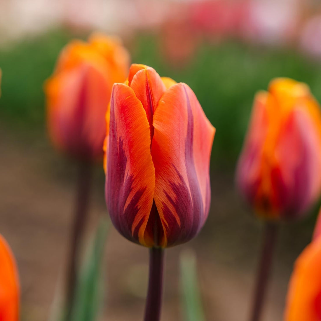 Tulpan 'Princess Irene'