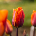 Tulpan 'Princess Irene'