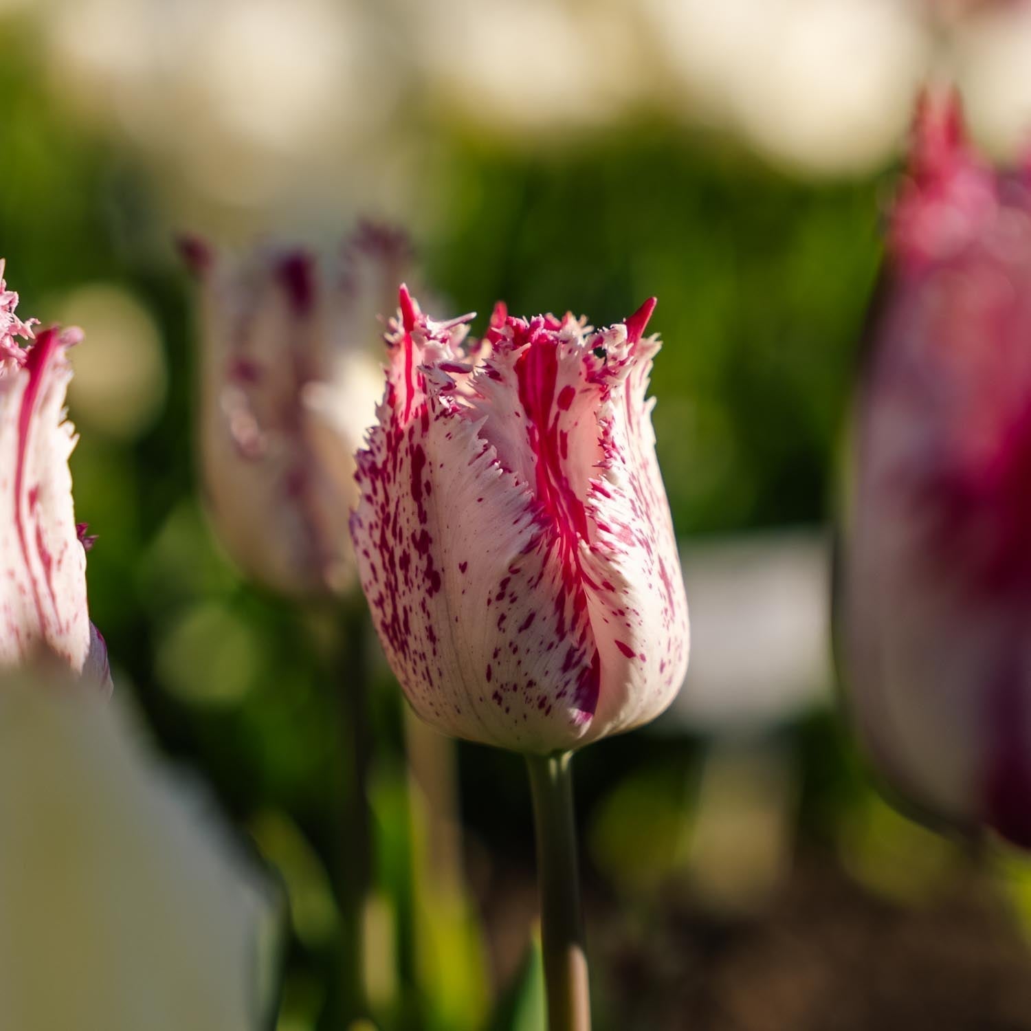 Tulpan 'Purple Circus'