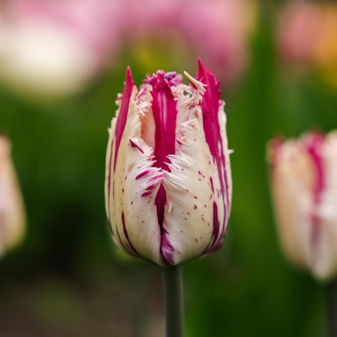 Tulpan 'Purple Circus'