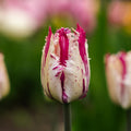Tulpan 'Purple Circus'