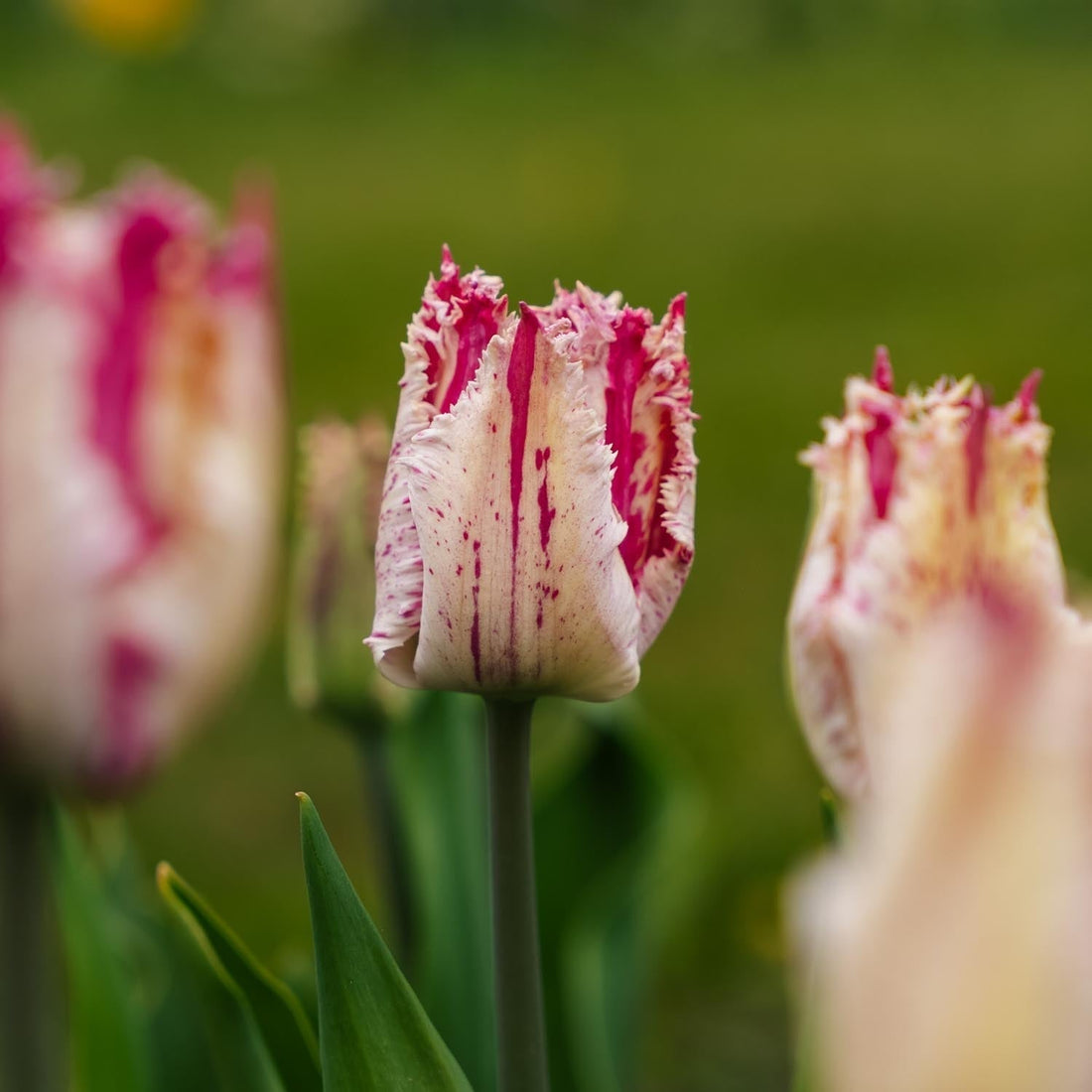 Tulpan 'Purple Circus'