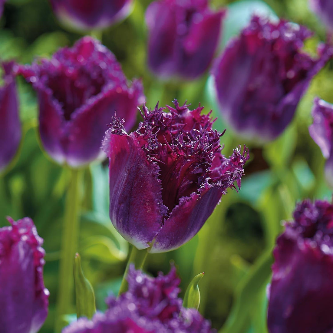 Tulpan 'Purple Crystal'