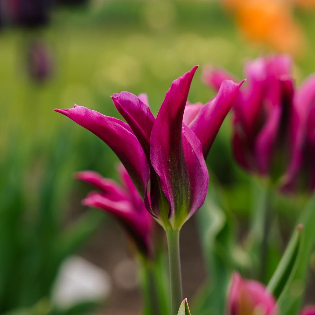 Tulpan 'Purple Doll'