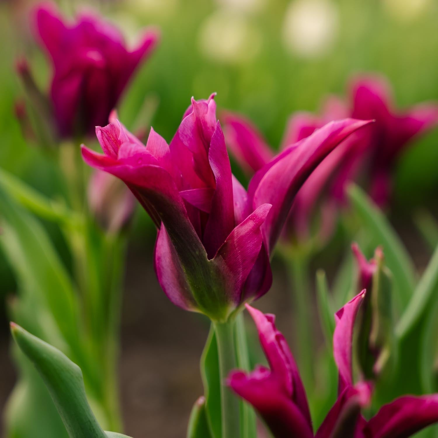 Tulpan 'Purple Doll'