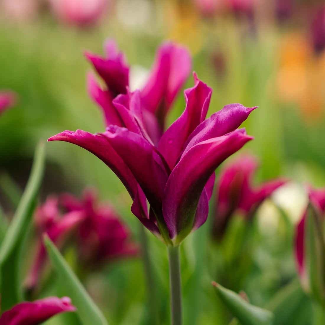 Tulpan 'Purple Doll'