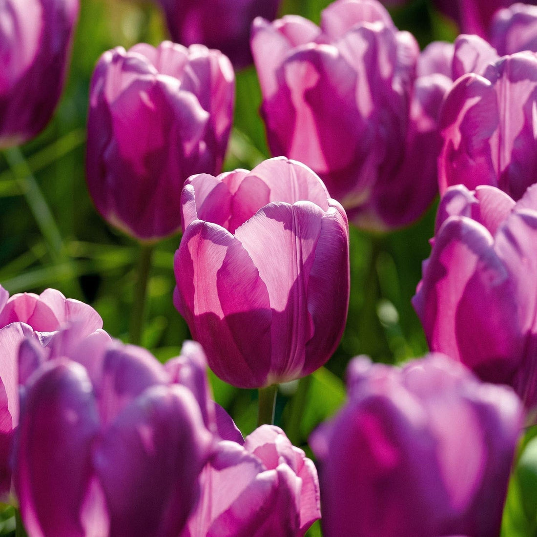 Tulpan 'Purple Flag'