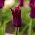 Tulpan 'Purple Heart'