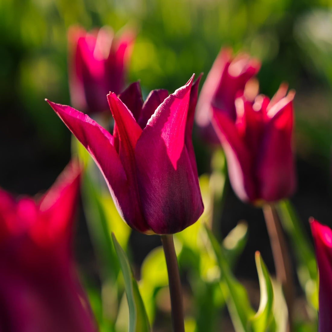 Tulpan 'Purple Heart'