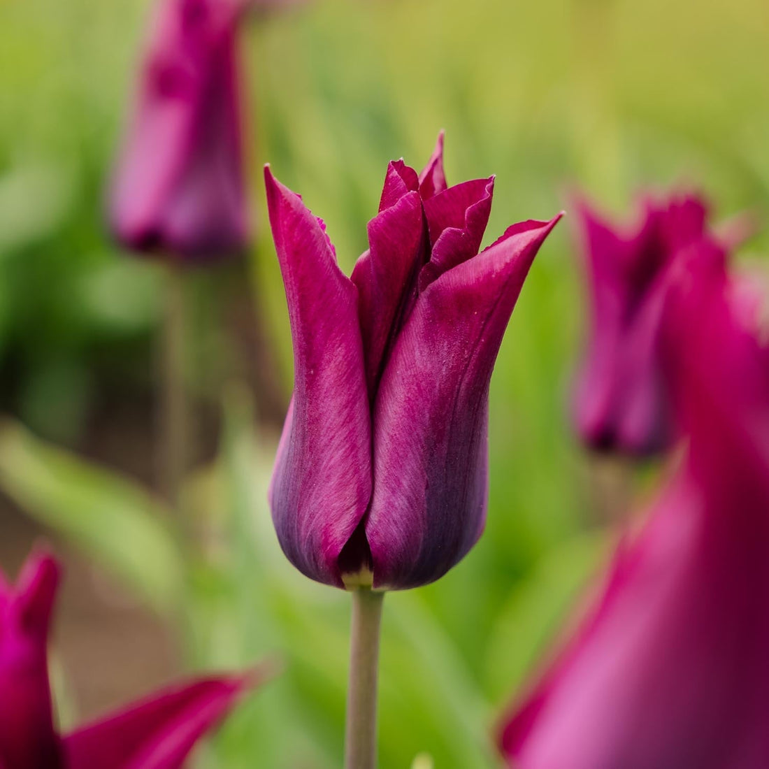 Tulpan 'Purple Heart'