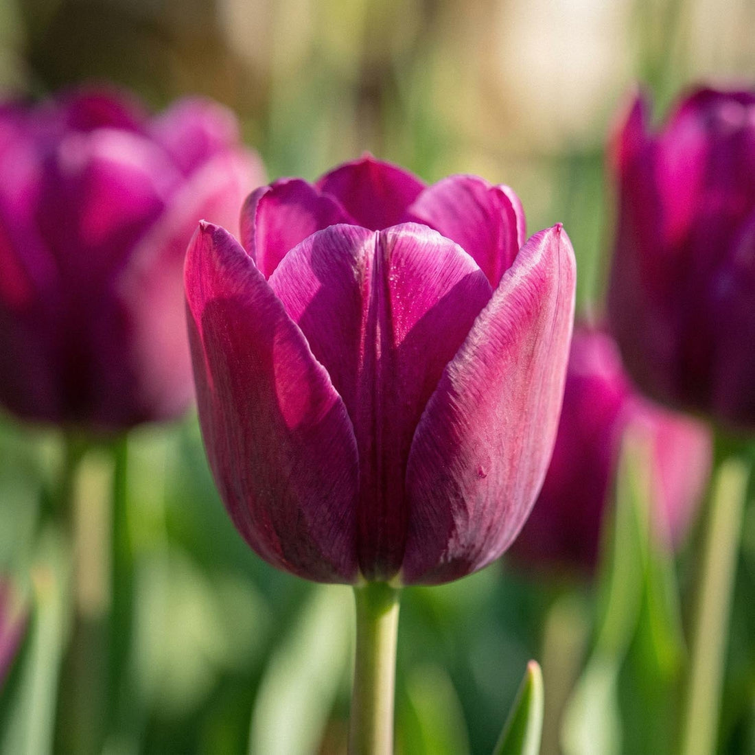 Tulpan 'Purple Lady'