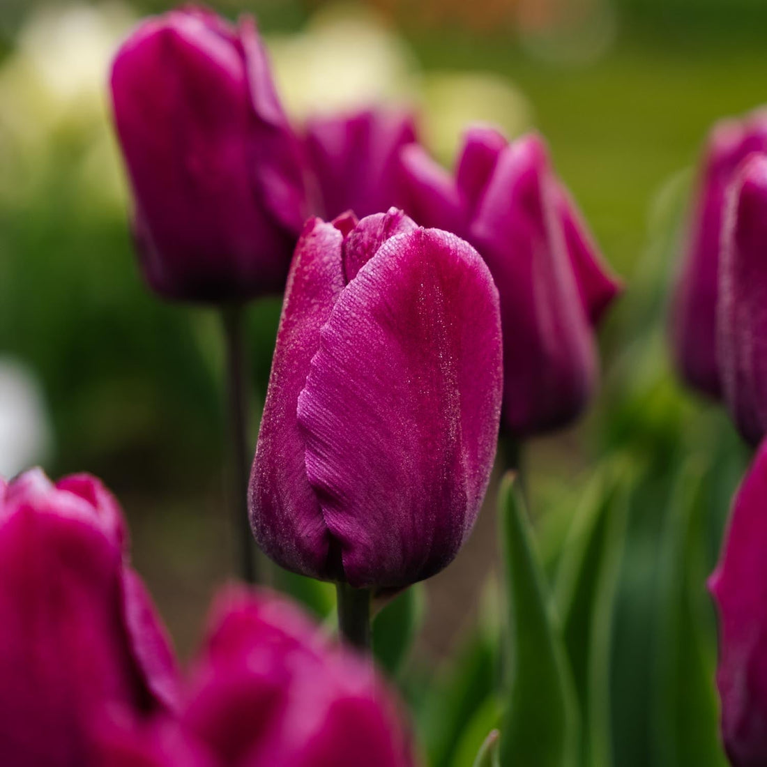Tulpan 'Purple Prince'