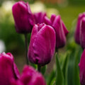 Tulpan 'Purple Prince'