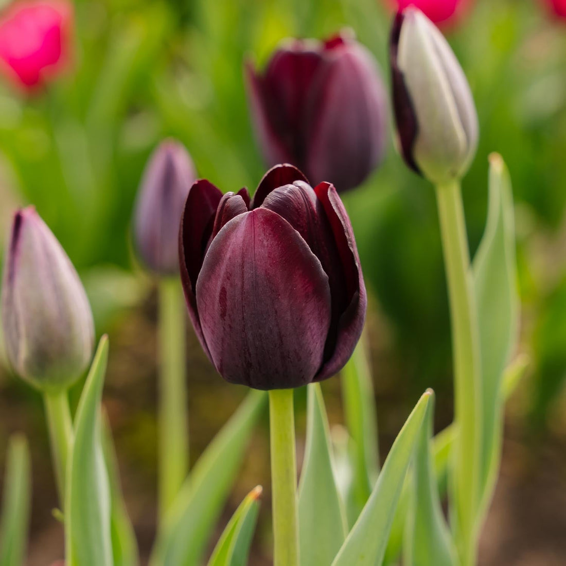 Tulpan 'Queen Of Night'