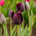 Tulpan 'Queen Of Night'