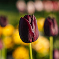 Tulpan 'Queen Of Night'
