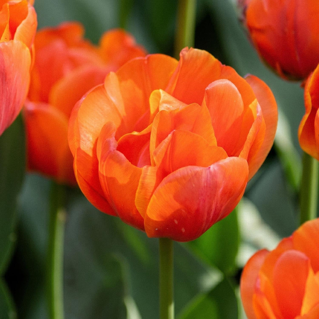 Tulpan 'Queensday'