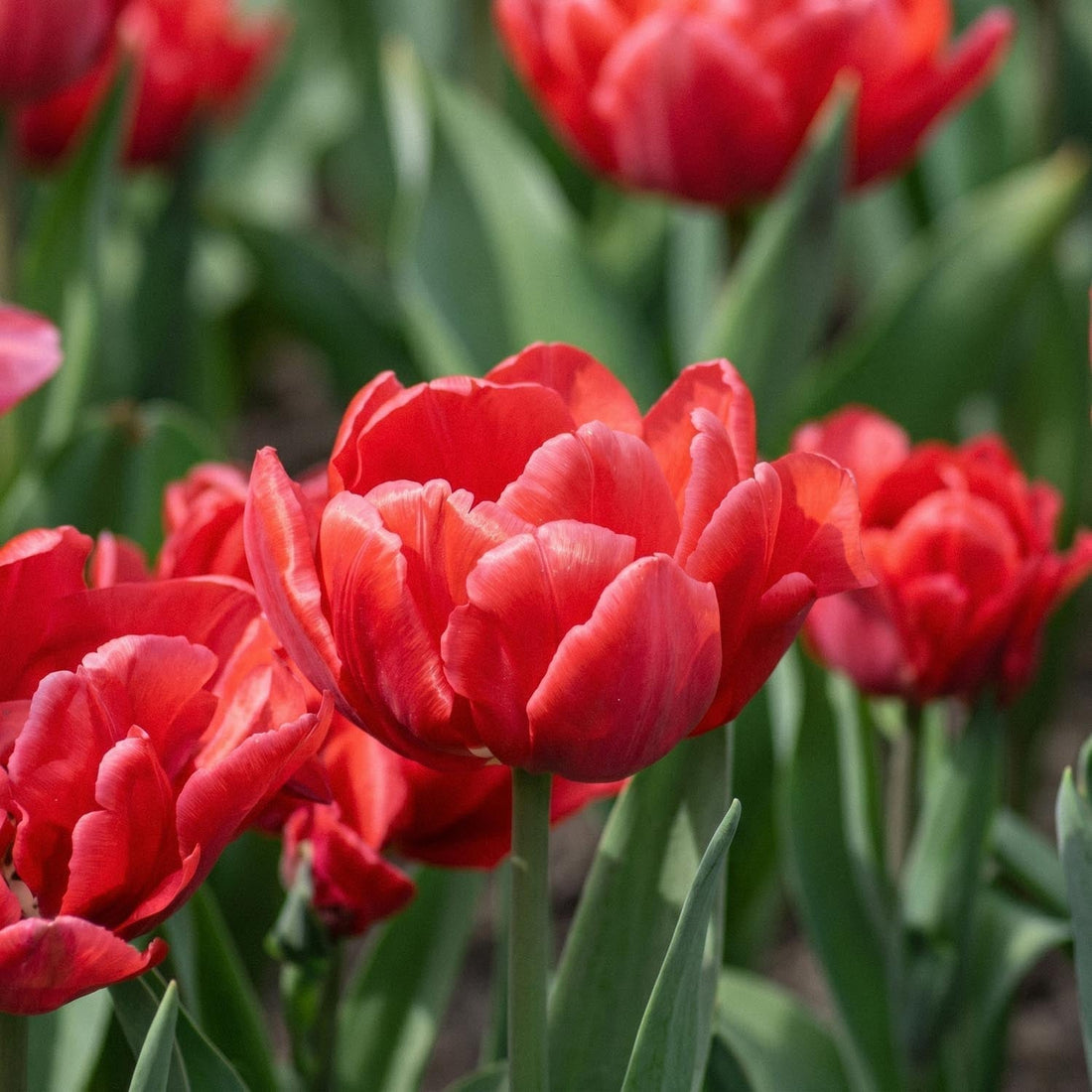 Tulpan 'Red Foxtrot'