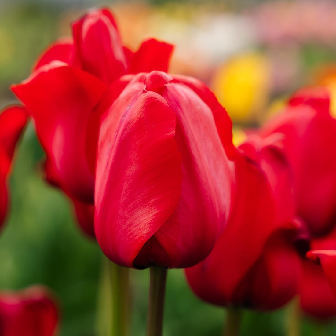 Tulpan 'Red Impression'