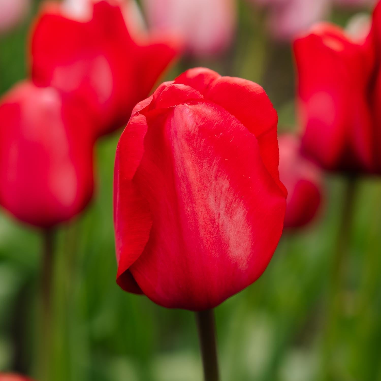 Tulpan 'Red Impression'