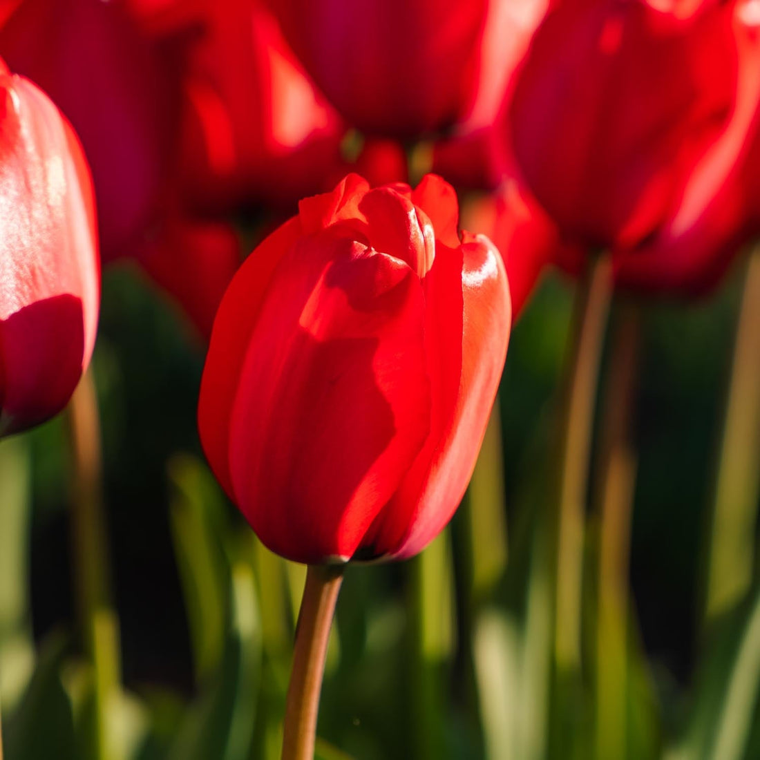 Tulpan 'Red Impression'