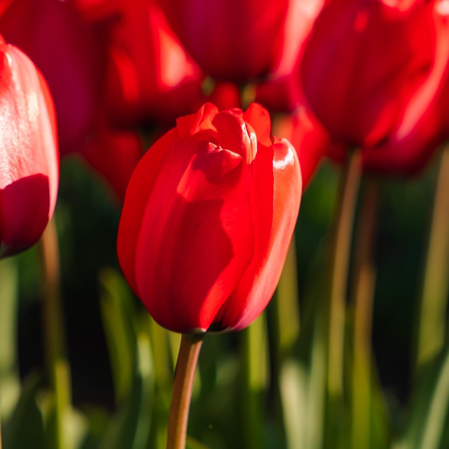 Tulpan 'Red Impression'