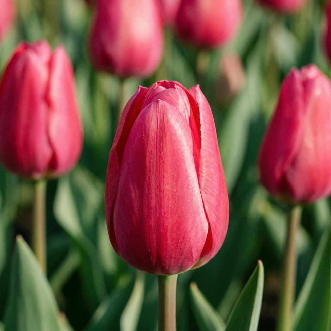 Tulpan 'Rosy Delight'
