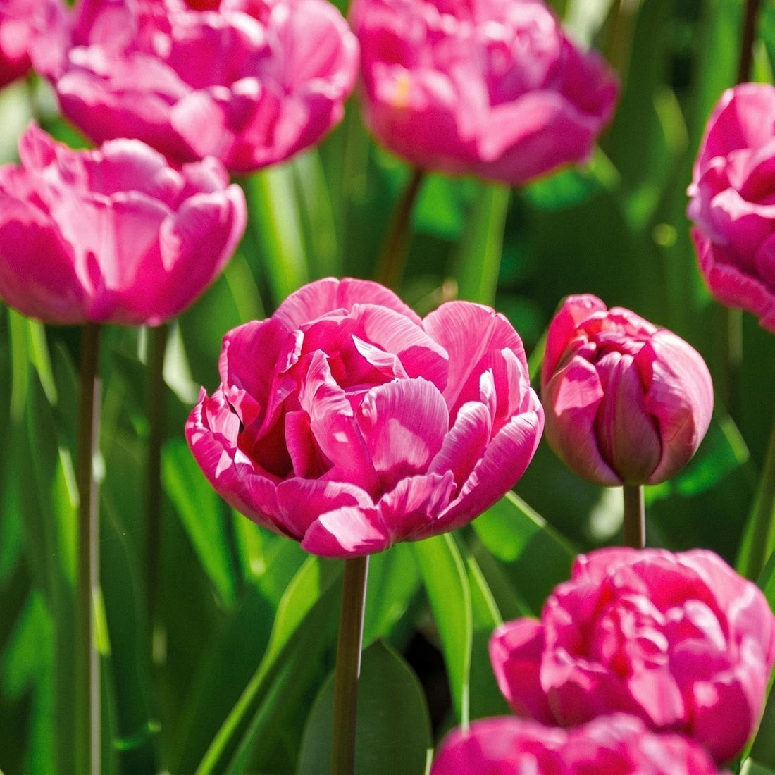 Tulpan 'Rosy Diamond'