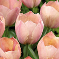 Tulpan 'Salmon van Eijk'