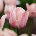 Tulpan 'Salmon van Eijk'