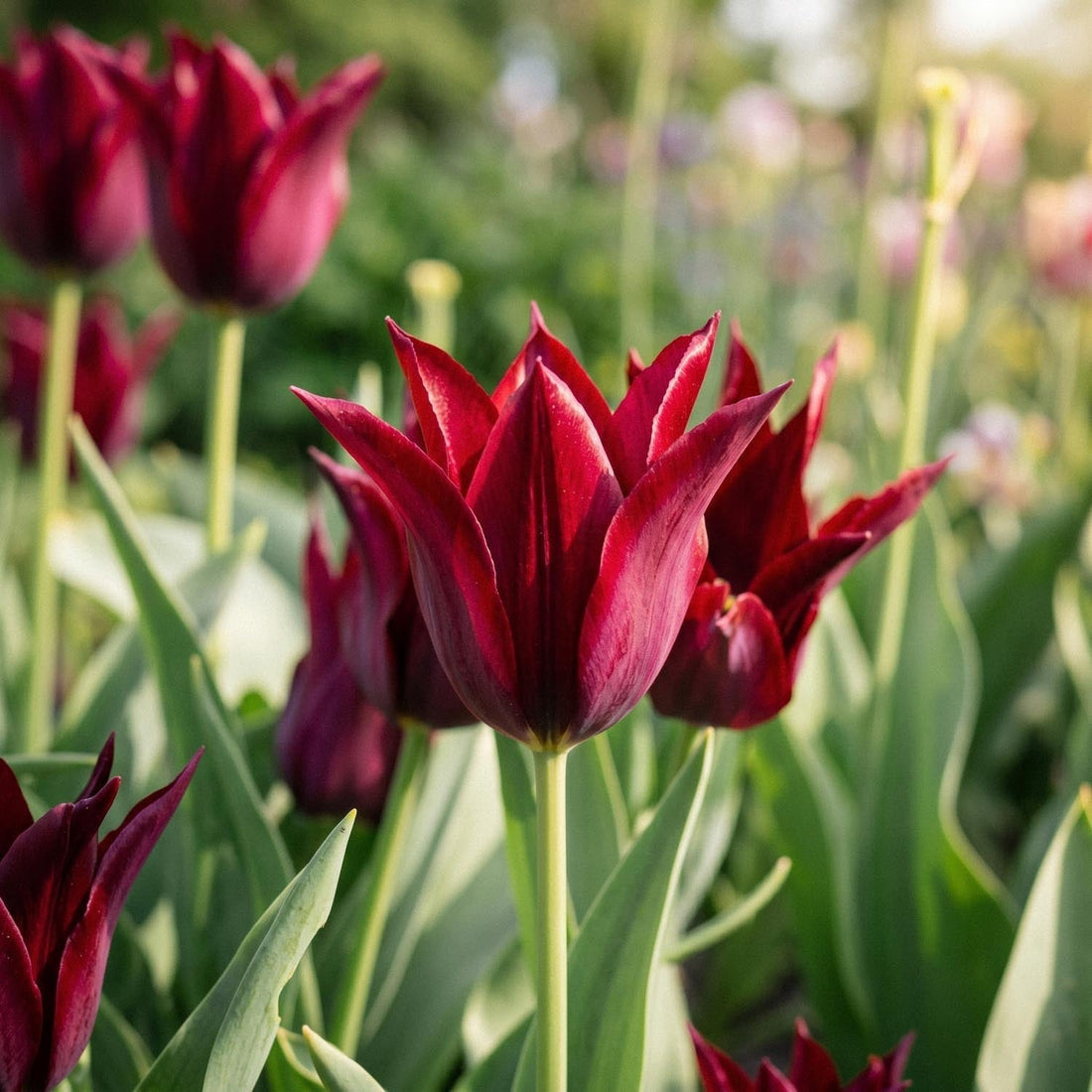 Tulpan 'Sarah Raven'