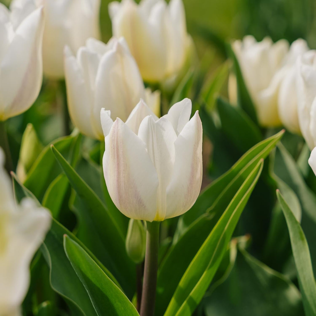 Tulpan 'Spring Green'