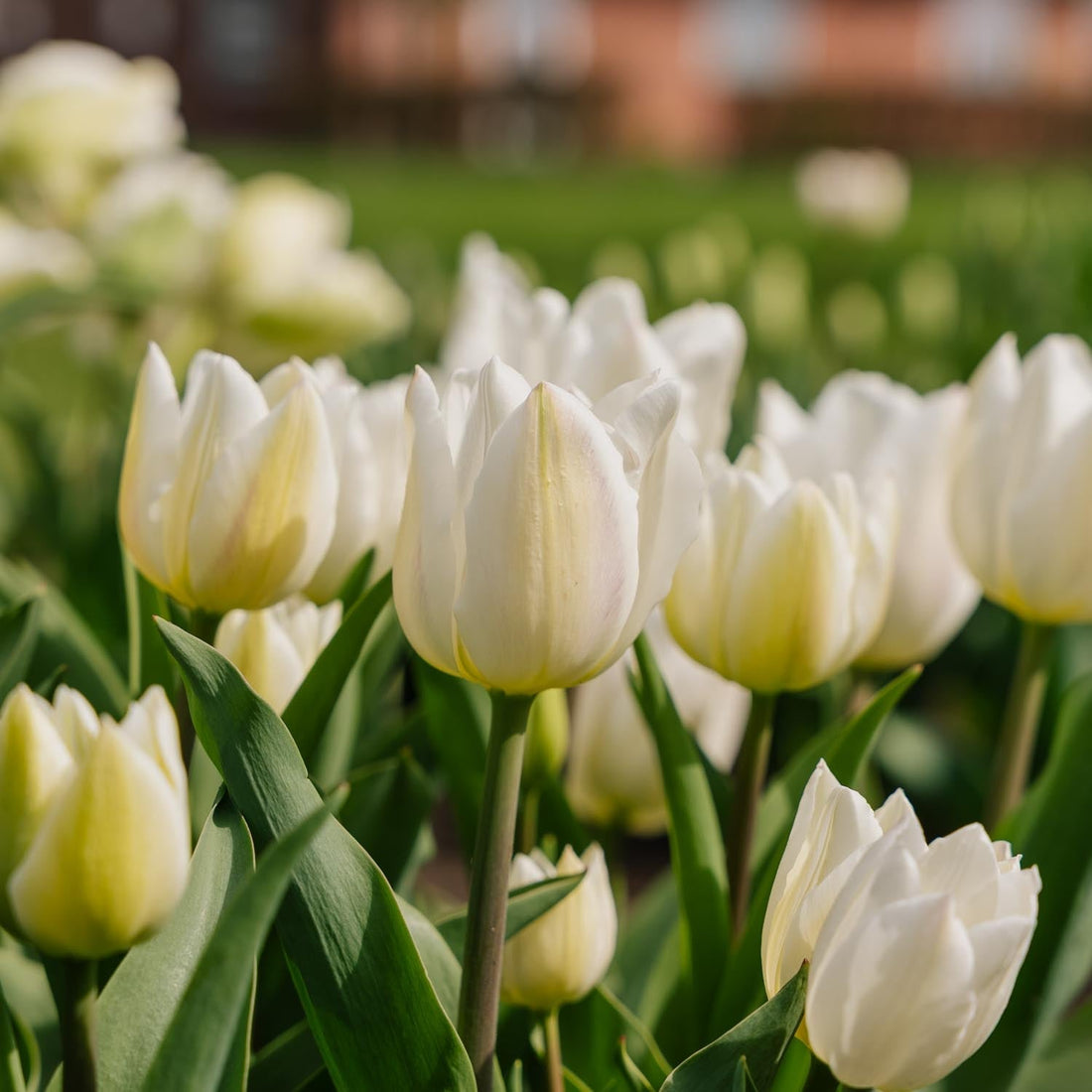 Tulpan 'Spring Green'