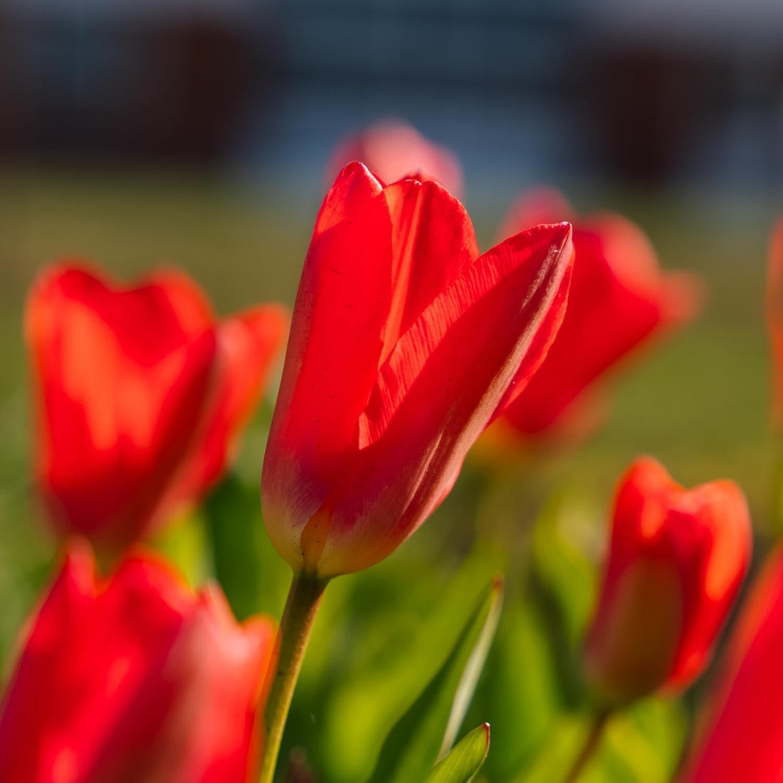 Tulpan 'Spring Pearl'