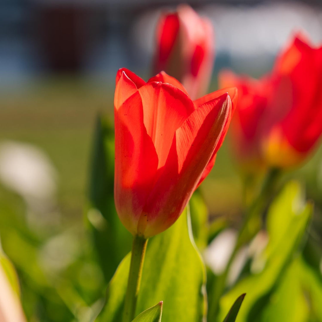 Tulpan 'Spring Pearl'