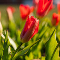 Tulpan 'Spring Pearl'