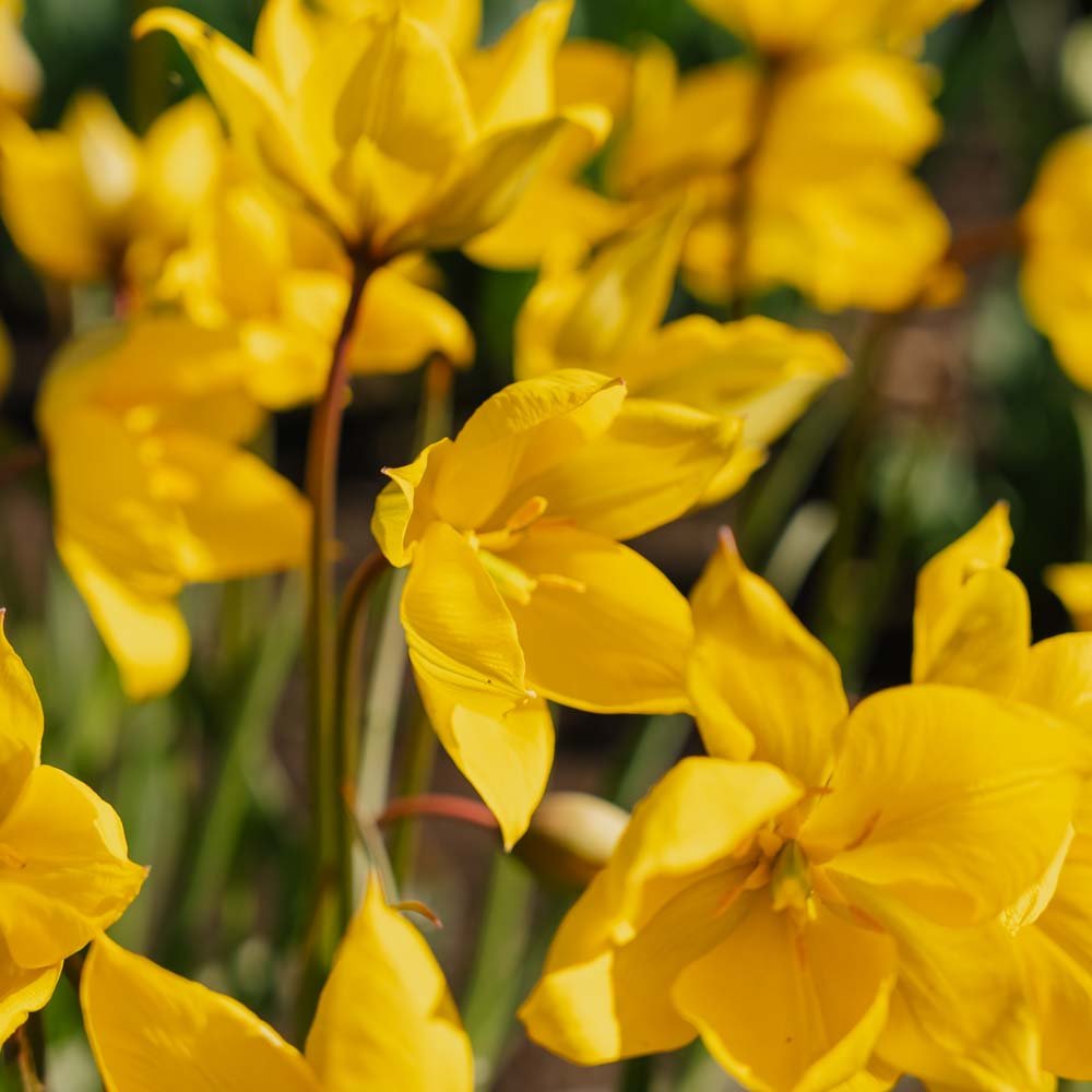 Tulpan 'Sylvestris'