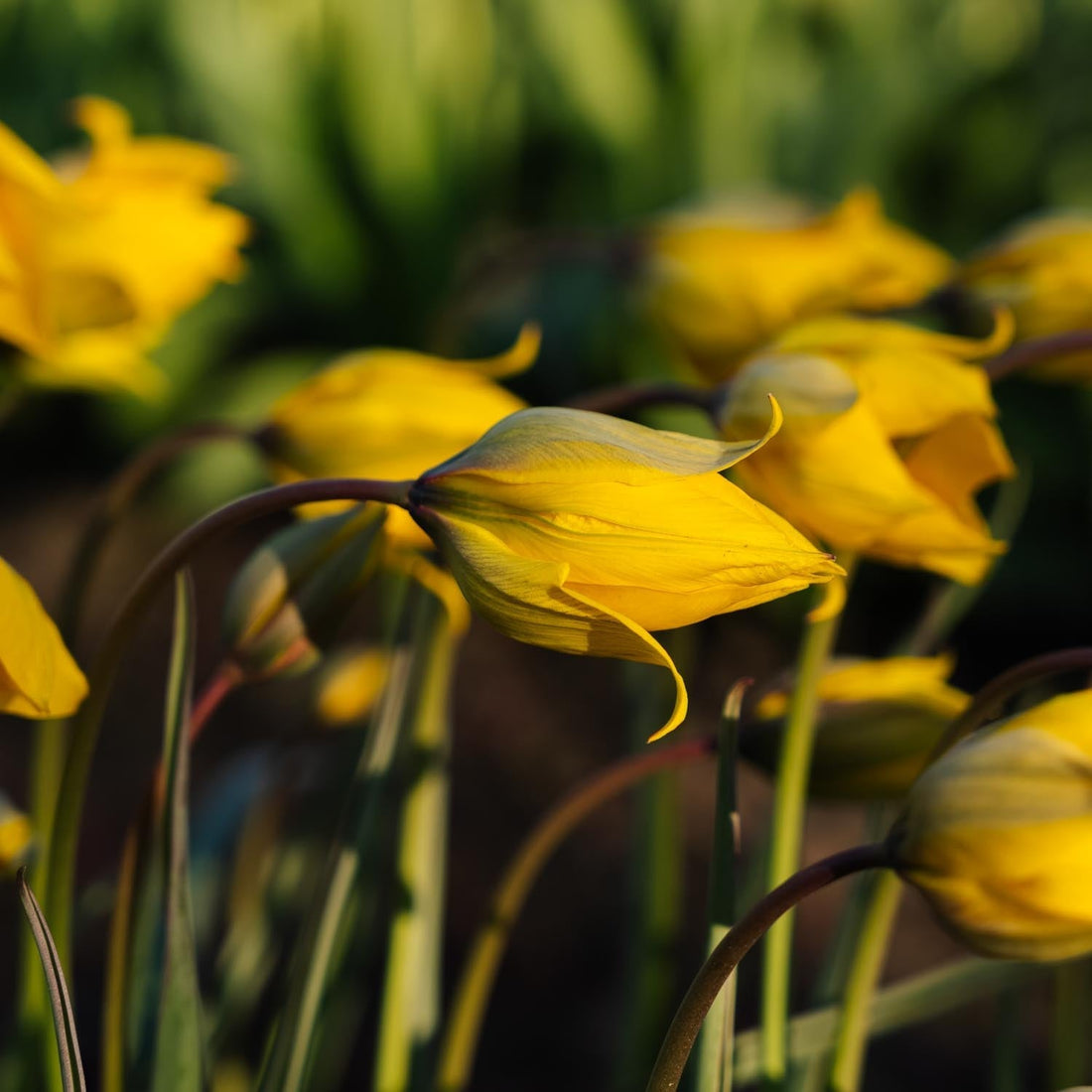 Tulpan 'Sylvestris'