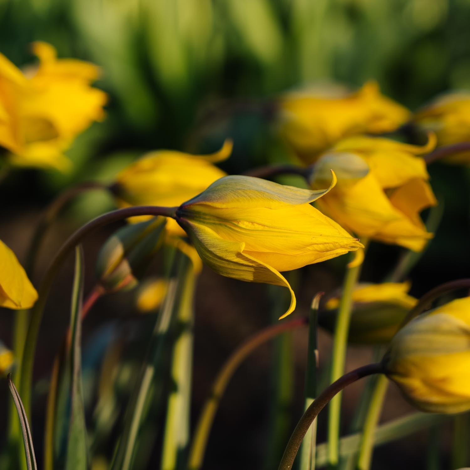 Tulpan 'Sylvestris'
