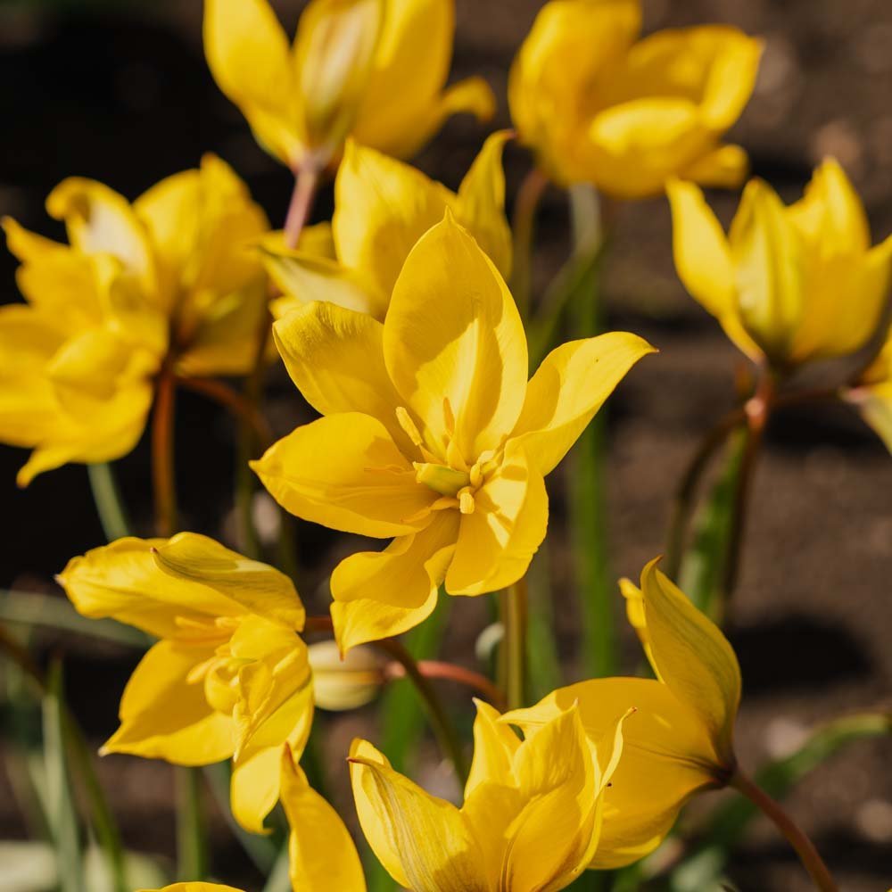 Tulpan 'Sylvestris'