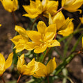 Tulpan 'Sylvestris'