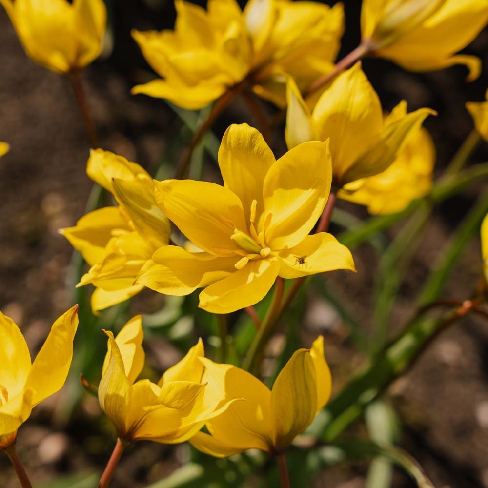 Tulpan 'Sylvestris'