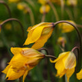 Tulpan 'Sylvestris'