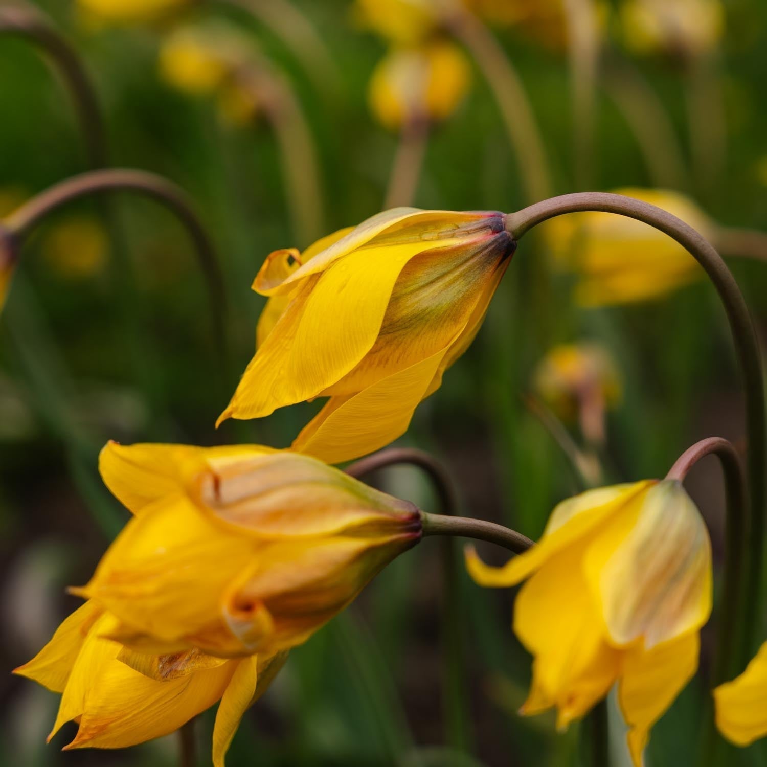 Tulpan 'Sylvestris'