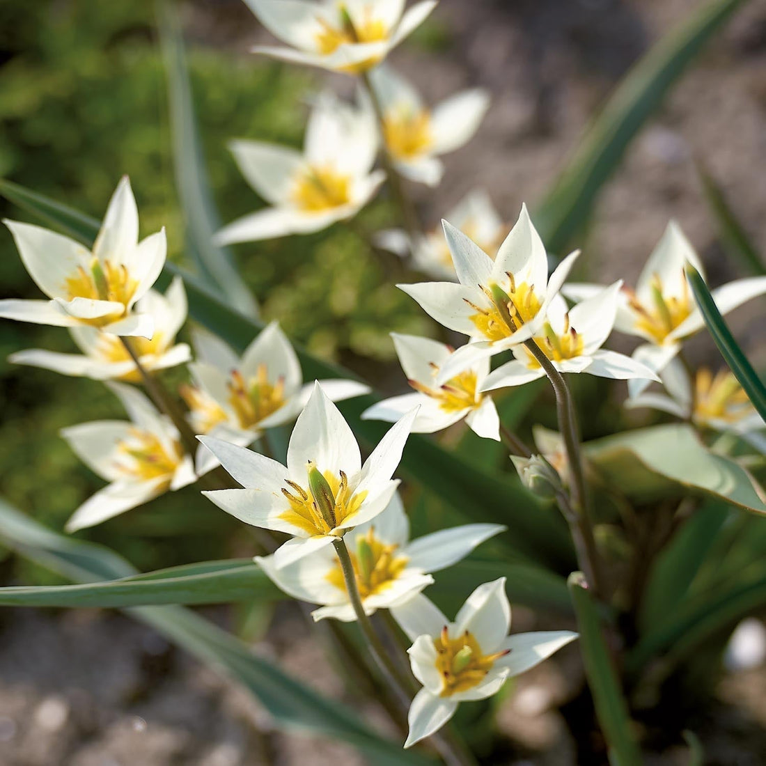 Tulpan 'Turkestanica'