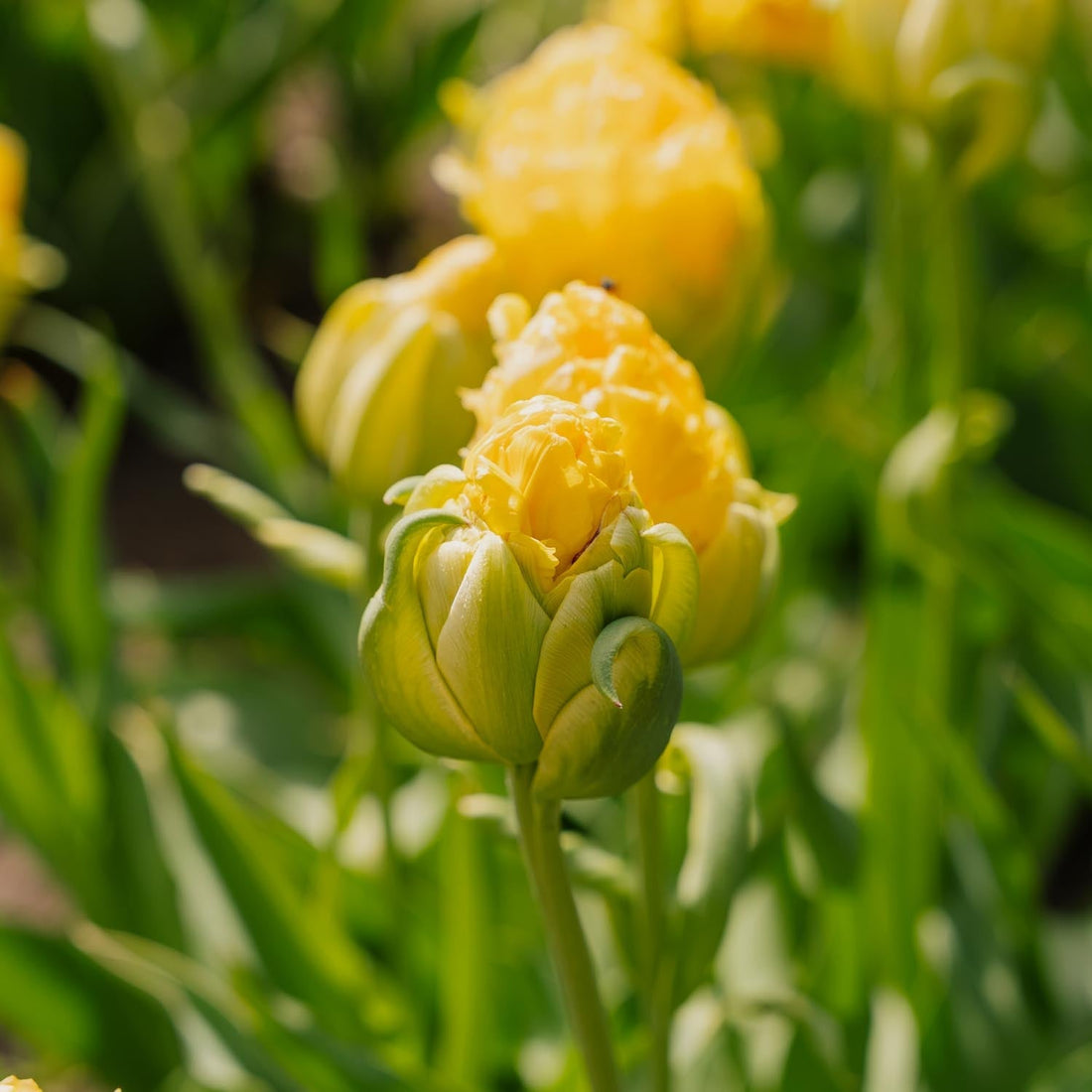 Tulpan 'Vanille Coup'
