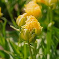 Tulpan 'Vanille Coup'