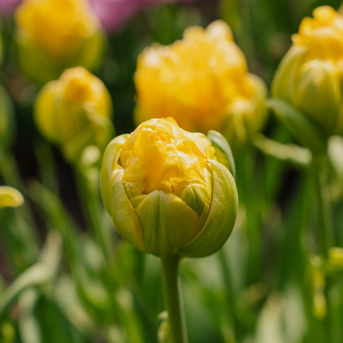 Tulpan 'Vanille Coup'