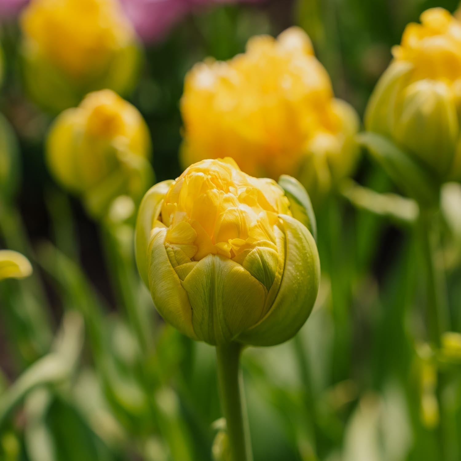 Tulpan 'Vanille Coup'
